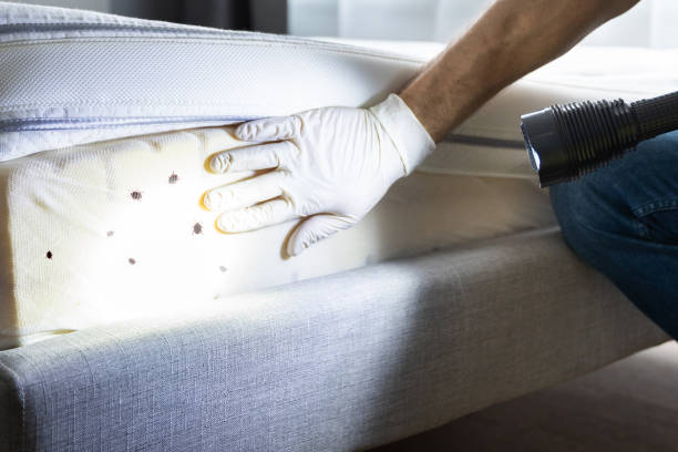 Best Local Pest Control Services  in Fosston, MN